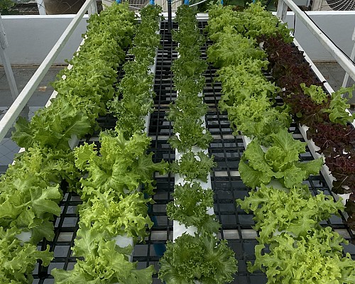 Roof Garden